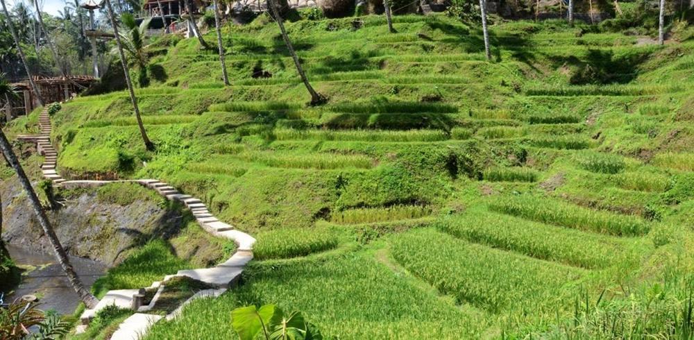 Villa Amrita 우붓 외부 사진